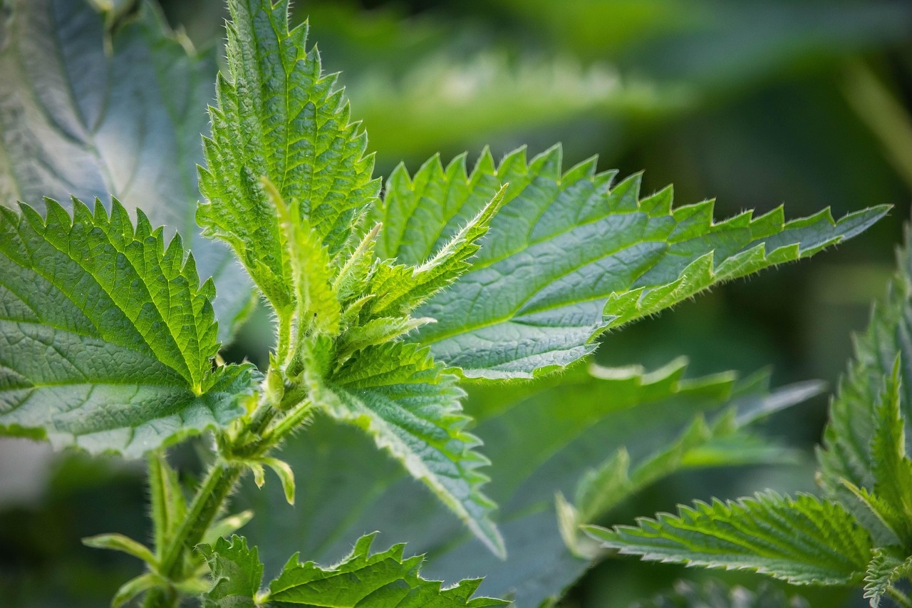 绿色萃取技术破局 2026年天然植物香料成日化绿色配方核心