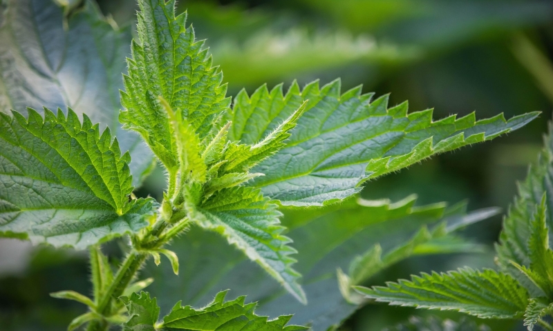 绿色萃取技术破局 2026年天然植物香料成日化绿色配方核心
